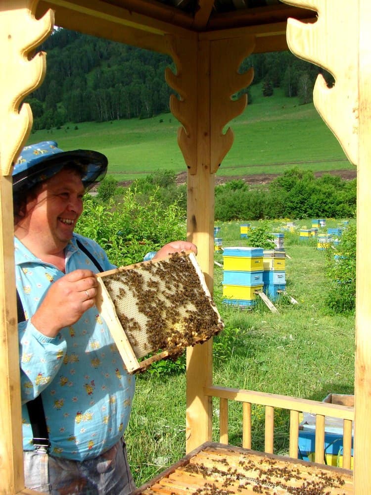 Пасека «Медовая усадьба» (экскурсии в Белокурихе) - фото 5