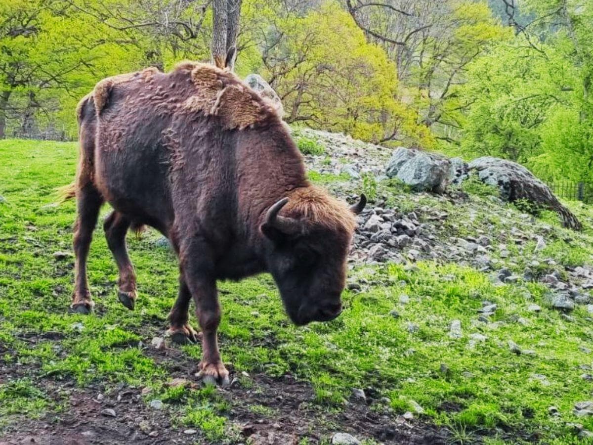 Хайкинг «Домбай и его окрестности» - фото 6