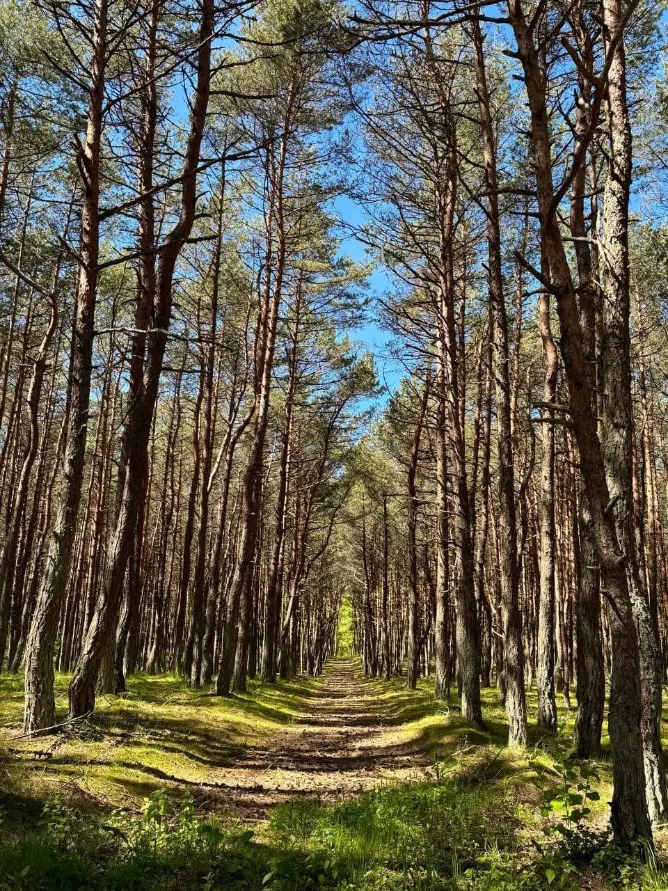 Удивительный Кранц-Зеленоградск и Куршская коса - фото 10