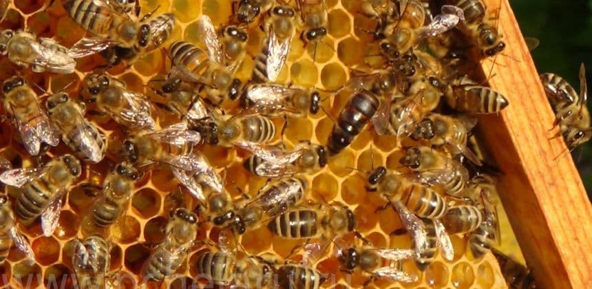 Пасека «Медовая усадьба» (экскурсии в Белокурихе) - фото 2