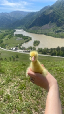 Тур «На кур»