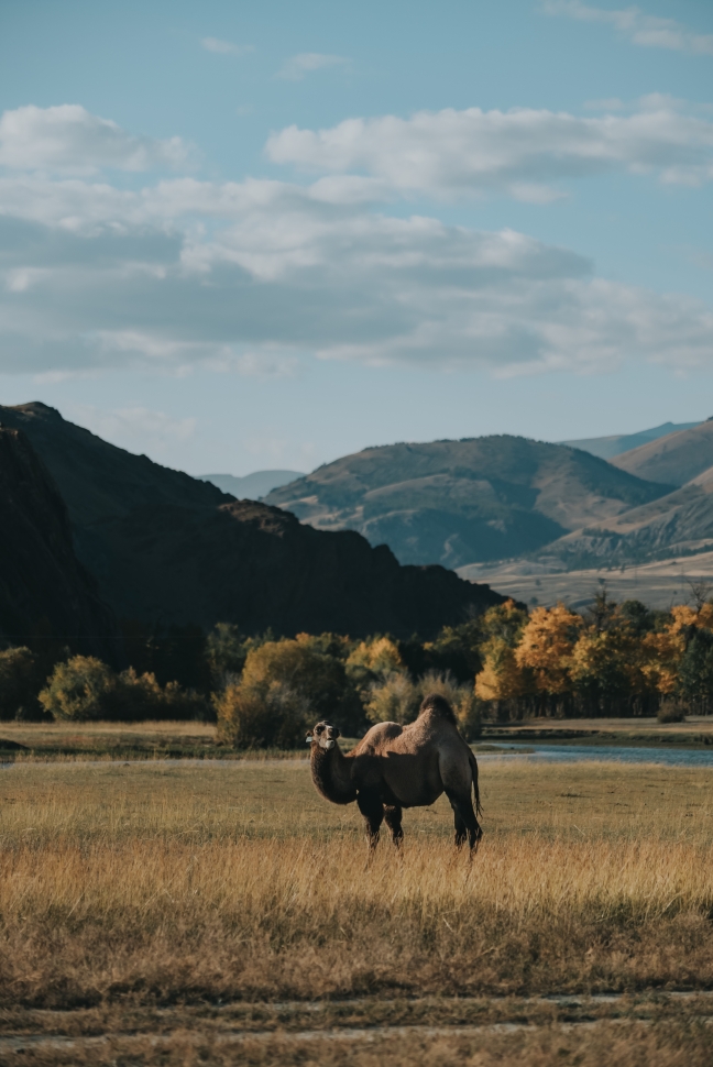 ретрип. Алтай. Замедление